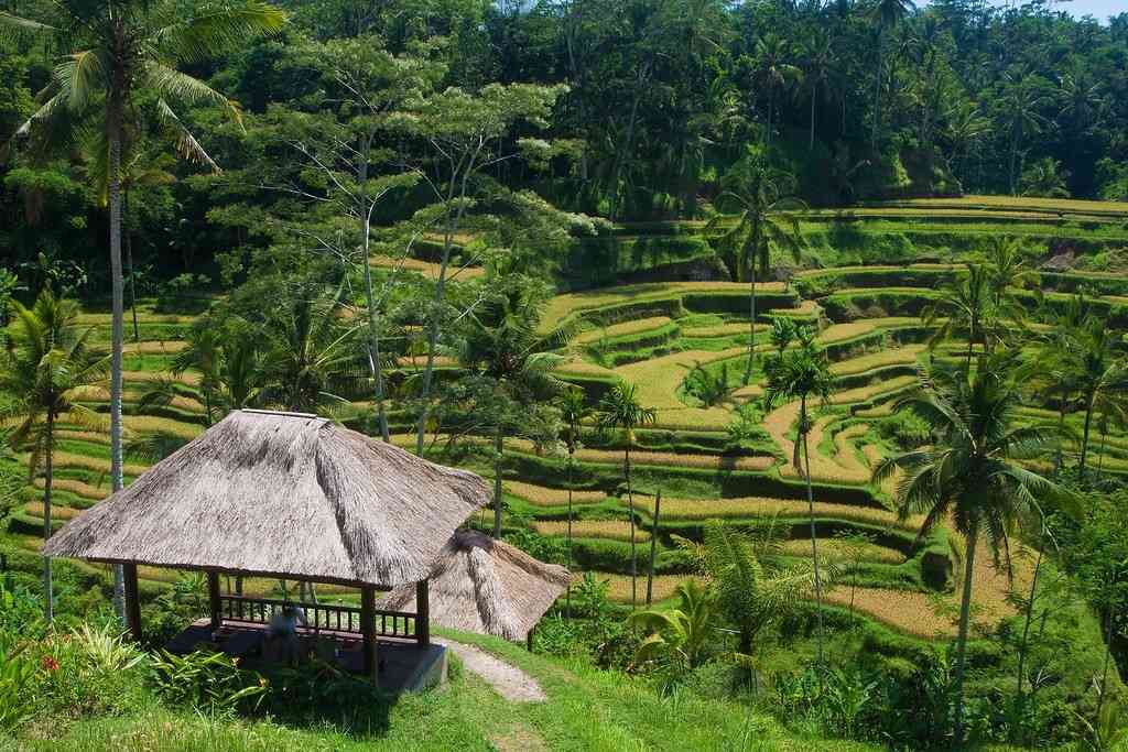 Tegallalang Rice Terraces